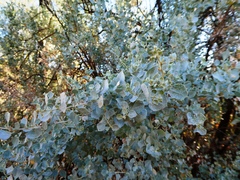 Atriplex nummularia nummularia