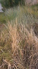 Paniceae