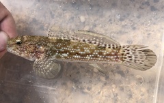 Bathygobius cocosensis