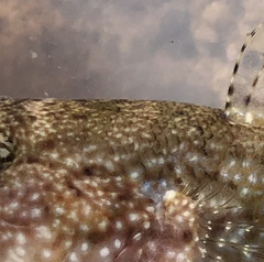 Bathygobius cocosensis