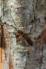 Callisphyris leptopus