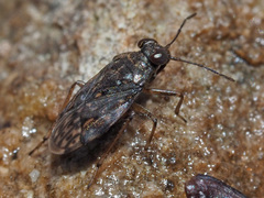 Saldula saltatoria
