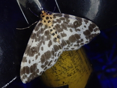 Dilophodes elegans elegans