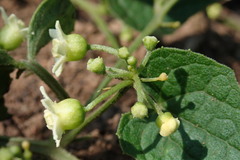 Zehneria scabra