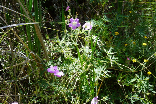 Image of Geranium robustum by (c) Matthew Fainman, some rights reserved (CC BY)