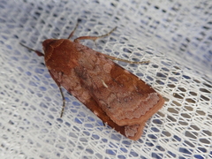 Diarsia pacifica