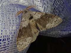 Calliteara pseudabietis