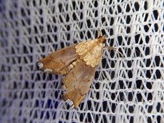 Agrotera nemoralis