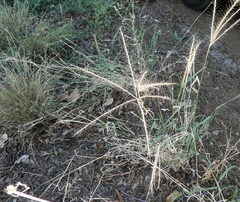 Enteropogon ramosus