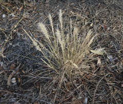 Enneapogon polyphyllus