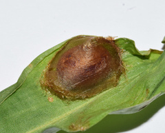 Neomocena convergens