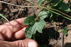 Zehneria scabra
