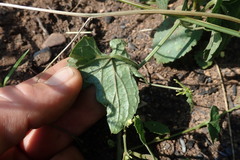 Zehneria scabra