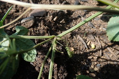 Zehneria scabra