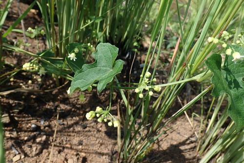 Image of Zehneria scabra by no rights reserved