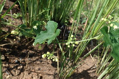 Zehneria scabra
