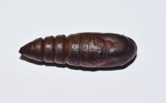 Facidia vacillans