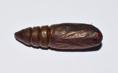 Facidia vacillans