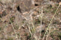 Aristida calycina