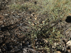 Chenopodium nutans eremaeum