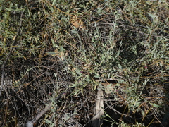 Chenopodium nutans eremaeum