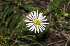 Calotis cuneata