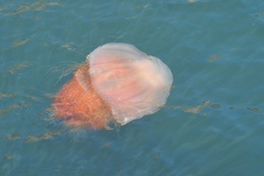 Nemopilema nomurai