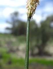 Eleocharis plana