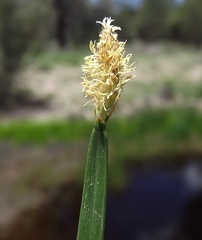 Eleocharis plana