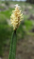 Eleocharis plana