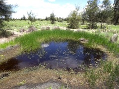 Eleocharis plana