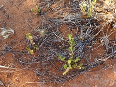 Dysphania rhadinostachya