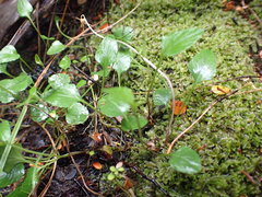 Viola cunninghamii
