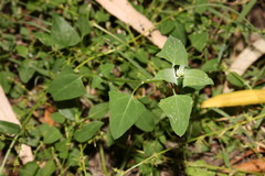 Chenopodium trigonon stellulatum
