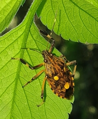 Dalpada oculata