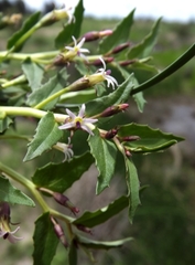 Lobelia concolor