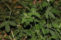 Chenopodium trigonon stellulatum