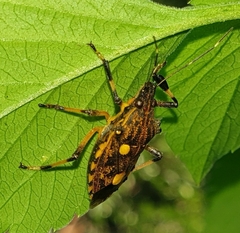 Dalpada oculata