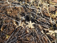 Dactyloctenium radulans