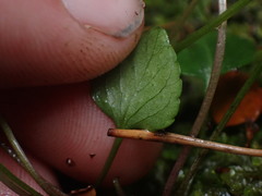 Viola cunninghamii