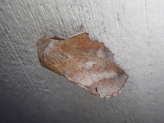 Phyllodesma japonica