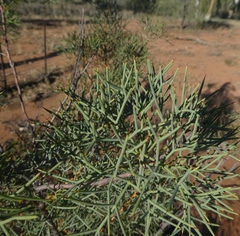 Hakea divaricata