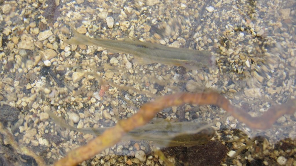 Zeregi minnow (Pseudophoxinus zeregi) — Cyprinidae