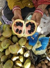 Sterculia apetala