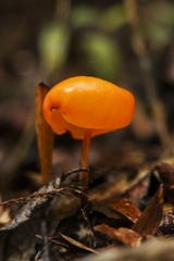Hymenogloea papyracea