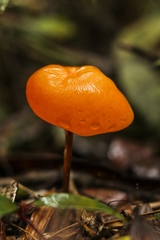 Hymenogloea papyracea