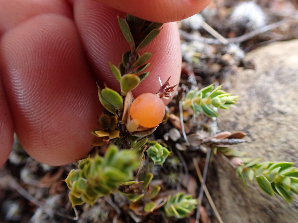 Styphelia nesophila, Mount Richmond Forest Park, Tasman, Nelson, New Zealand, by taylajane