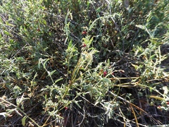 Chenopodium nutans eremaeum
