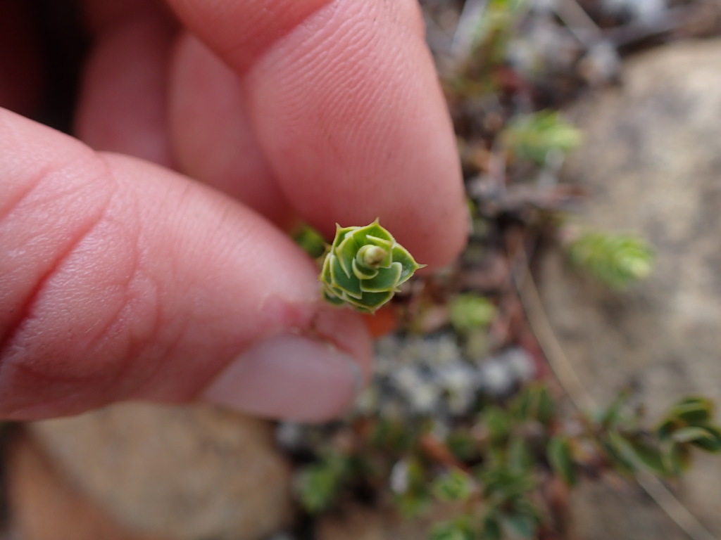 Styphelia nesophila, Mount Richmond Forest Park, Tasman, Nelson, New Zealand, by taylajane