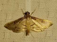 Marasmia trapezalis